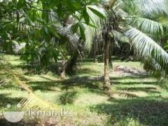 coconut land for sale