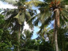 LAND FOR SALE IN NEGOMBO
