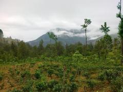 Tea Estate for sale in Haldummulla