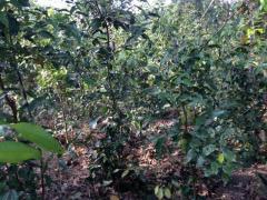 Cinnamon Land for Sale / කුරුදු ඉඩමක් විකිනිමට