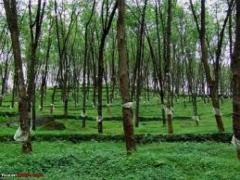 IDEAL RUBBER LAND FOR SALE