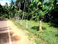 A Coconut Land in Mirigama for sale