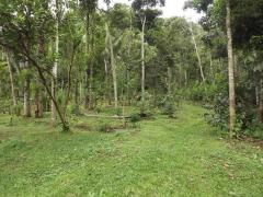 Land for sale Digana