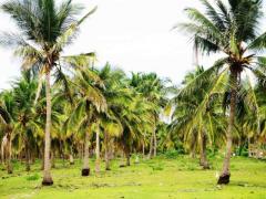 22 ACRES COCONUT LAND FOR SALE AT KALPITIYA