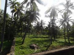 Land in Wattala For sale