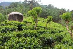 Tea and Rubber Estate in kitulgala