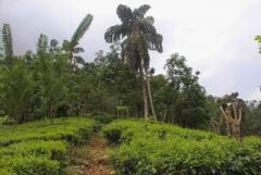 Tea and Rubber Estate in kitulgala