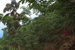 Tea and Rubber Estate in kitulgala