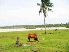1.5 Acres White Sandy Water Front Land Sale At Kalpitiya