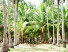 110 Acres Coconut Land For Sale At Kalpitiya