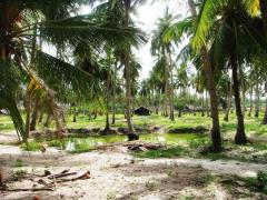 110 Acres Coconut Land For Sale At Kalpitiya
