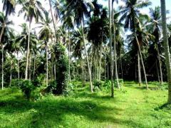 A Coconut Land in Mirigama for sale