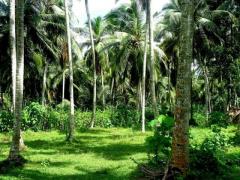 A Coconut Land in Mirigama for sale