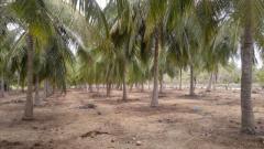 Land for sale Kalpitiya Vision