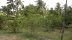 Land for sale Kalpitiya Vision