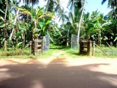 A Coconut Land in Mirigama for sale